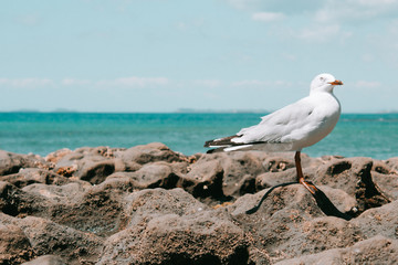 Seagull on the Rocks 2