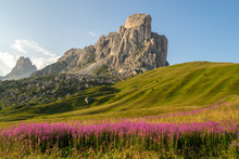 Scenic La Gusela mountain, Nuvolau gruppe, South Tirol, behind a sunset lit meadow with pink flowers, near Passo Giau, Dolomites, Italy, on a late afternoon summer holiday trip