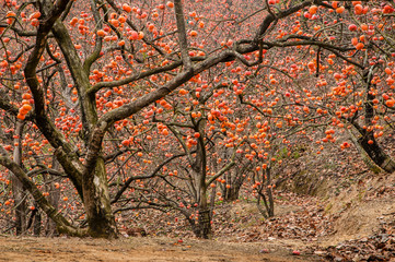 the persimmon fruit trees in autumn