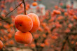 The persimmon fruits closeup in autumn
