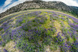 Extreme wide angle fisheye view of wild lupine wildflowers growing in a meadow in California