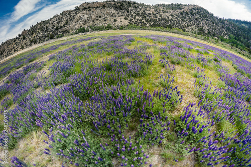 Fotografía Extreme wide angle fisheye view of wild lupine wildflowers growing in a meadow i
