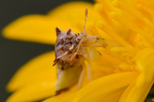 Jagged Ambush Bug Closeup On A Beautiful Yellow Wildflower Near The Minnesota River 