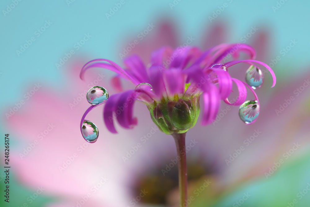 花に水滴、水滴の花、ピンク、プラキカム、デイバシフオリア Stock