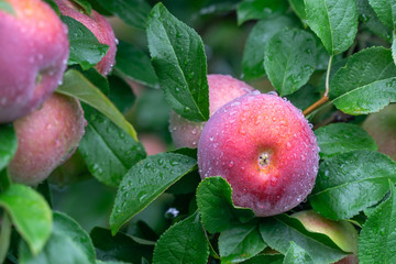 Red apples ready to be harvested. 