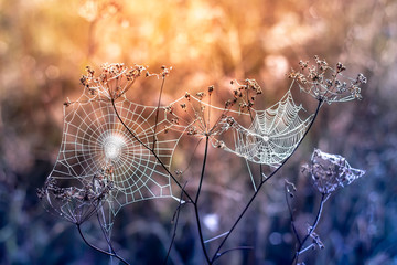 Close Up of cobwebs on dry grass foggy summer morning. Summer background.