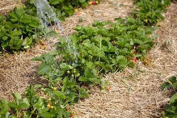 Wall Mural - Watering garden, water splash and green bushes of blooming strawberry