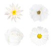 Collection of  white flower  isolated on white background, soft focus and clipping path
