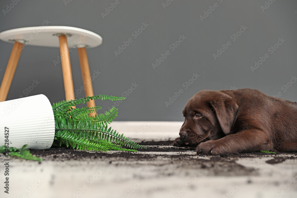 Chocolate Labrador Retriever puppy with overturned houseplant at home - obrazy, fototapety, plakaty 