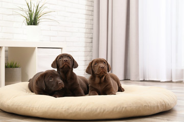 Wall Mural - Chocolate Labrador Retriever puppies on pet pillow at home