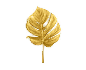 Wall Mural - Tropical golden leaf monstera on white background. Top view, flat lay