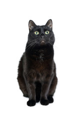 Naklejka na meble Cute black cat sitting on a white looking in camera