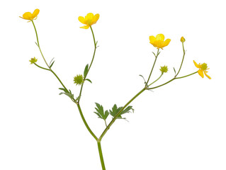 Meadow buttercup ( Ranunculus acris) flower