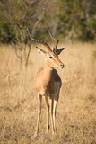 Fototapeta Sawanna - Close up image of impala in a national park in south africa