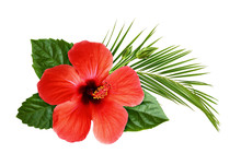 Hibiscus Flower With Palm Leaf In Floral Tropical Composition