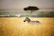 Zebra in Savannenlandschaft