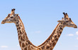 Giraffen Duo
