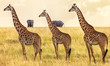 Giraffen Formation
