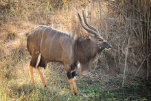 Close Up Image Of A Nyala At A Watering Hole Drinking Water In A National Park In South Africa