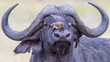 Afrikanischer Büffel, Kaffernbüffel mit Madenhacker