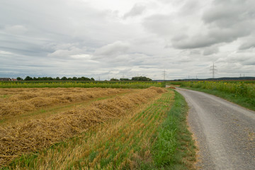 hay harvest ( germany)