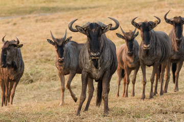 Wall Mural - Close up image of a Blue Wildebeest in a nature reserve in south africa