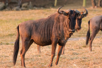 Wall Mural - Close up image of a Blue Wildebeest in a nature reserve in south africa