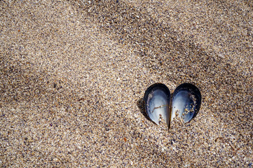 Heart shaped opened mussel shell in the dry beach sand. Summer love and Valentine's Day concept. 