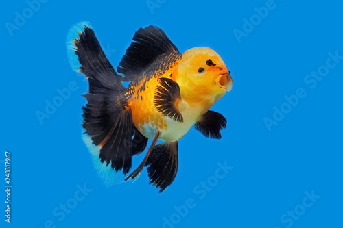 black and orange goldfish
