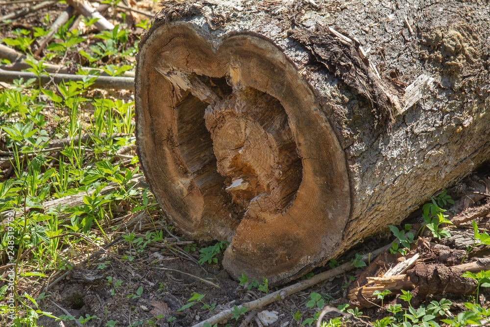 Rotten spruce log, empty inside. Rotten spruce log lies on the site of ...
