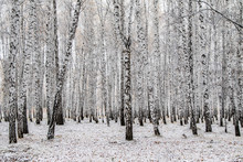 Winter First Snow Birch Forest Landscape