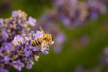 Wall Mural - Bee and laverder flower closeup in purple field