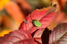 Stink Bug, Red Leaf Autumn