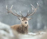 Fototapeta Zwierzęta - Red deer stag in the falling snow