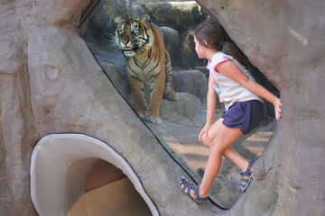 Young girl looking at  Bengal Tiger