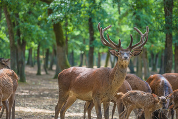 Majestic stag and herd of deerd in the green park on sunny day