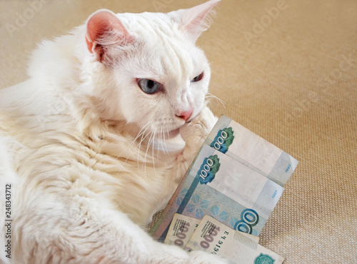 White Cat And Russian Money White Salary Concept Buy This