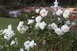 KRIMEA Nikitsky Botanicai garden. Roze