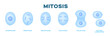 mitosis, the process of cell division and multiplication vector . blue color