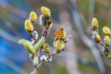 A Butterfly Polygonia C-album On Pussy-willow Branches With Catkins, Spring Background
