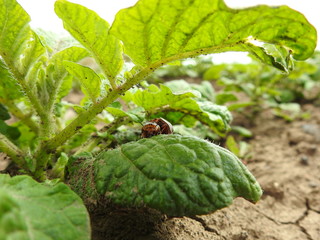 bug on leaf