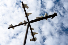 White Pigeons Doves Sitting On Antenna
