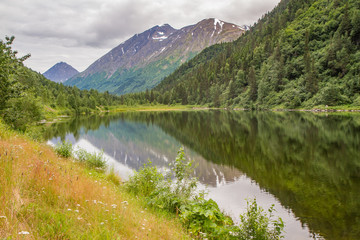  Mountains reflected in lake in Alaska, USA. Wildflowers in foreground, green mountains reflected in lake in mid-ground.