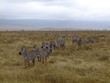 Zebra Herde in der Savanne