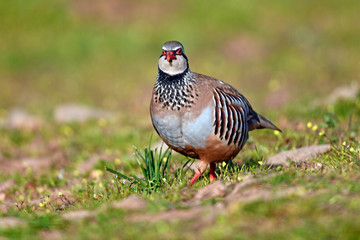 Wall Mural - Rothuhn (Alectoris rufa) - Red-legged partridge