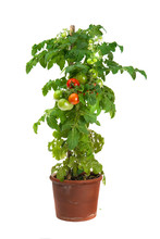 Tomato Plant Growing In A Flower Pot Isolated On White
