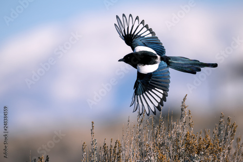 Fotografía Black-billed magpie in Antelope Island, Utah