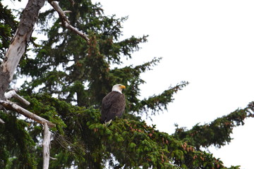 eagle on the tree