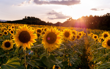 Fotomurales - field of sunflowers. sunflowers flowers. landscape from a sunflower farm. a field of sunflowers high