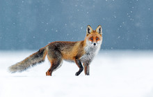 Fox (Vulpes Vulpes)